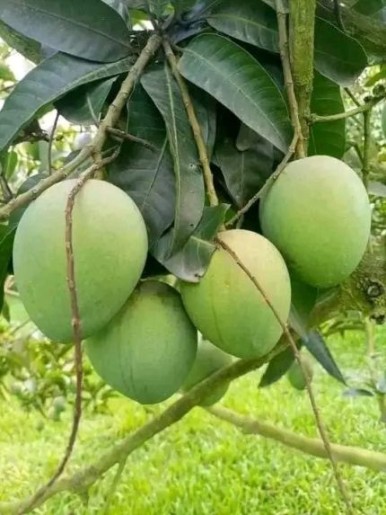 গোবিন্দভোগ | Gobindobhog 10 kg